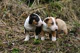 BULL TERRIER MINIATURE 252